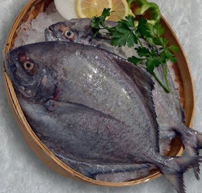 noida pomfret fish 5