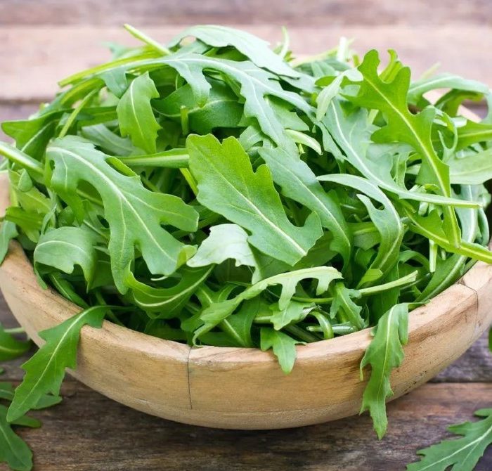 rocket leaves noida